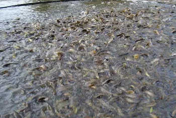 水泥池养殖泥鳅常见误区