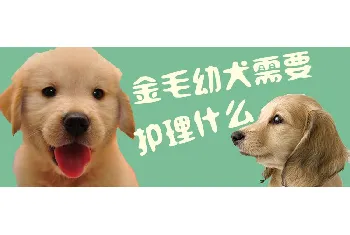 金毛幼犬需要护理什么