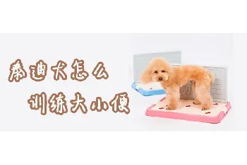 泰迪犬怎么训练大小便