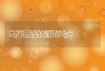 乌苏里貉的繁殖特点