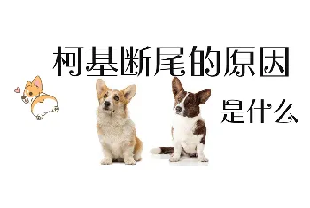 柯基犬为什么要断尾