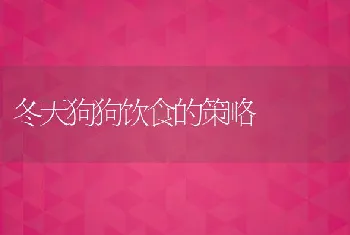 冬天狗狗饮食的策略