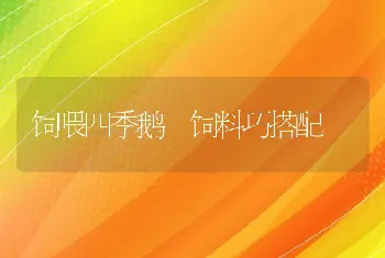 饲喂四季鹅 饲料巧搭配