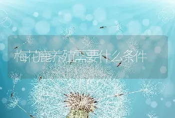 梅花鹿养殖需要什么条件