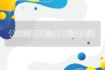 公猪精液采集应注意的问题