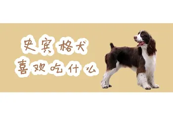 史宾格犬喜欢吃什么