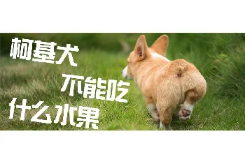 柯基犬不能吃什么水果