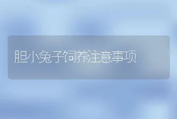 胆小兔子饲养注意事项