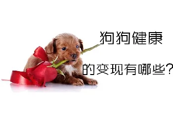 狗狗健康的表现有哪些