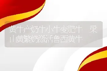 黄牛产奶牛小牛变肥牛 梁山黄繁奶激活鲁西黄牛