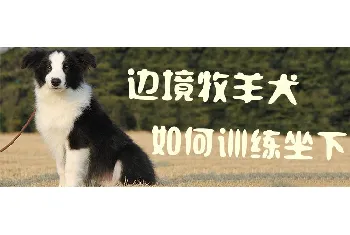 边境牧羊犬如何训练坐下