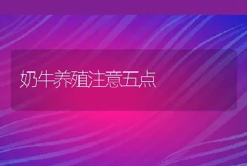 奶牛养殖注意五点