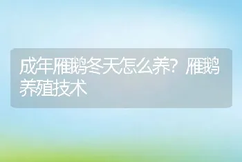 成年雁鹅冬天怎么养？雁鹅养殖技术