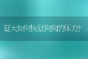 夏天如何恢复狗狗的体力?