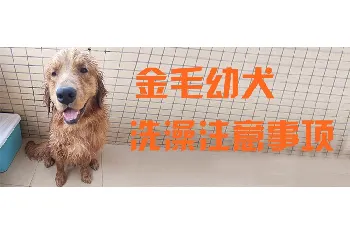 金毛幼犬洗澡注意事项