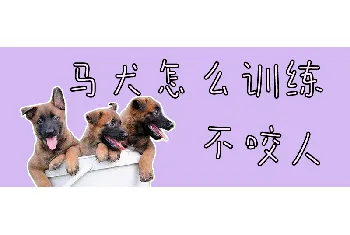 马犬怎么训练不咬人