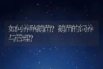 如何养殖鹅苗？鹅苗的饲养与管理？