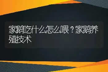 家鹅吃什么怎么喂？家鹅养殖技术