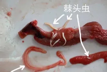 黄鳝寄生虫病防治方法