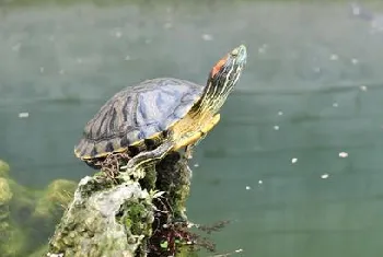 宠物龟过冬后死亡的原因