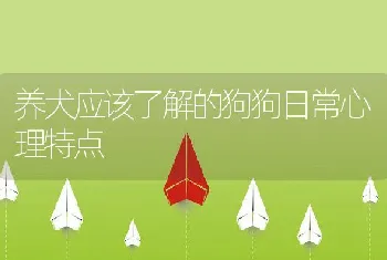 养犬应该了解的狗狗日常心理特点