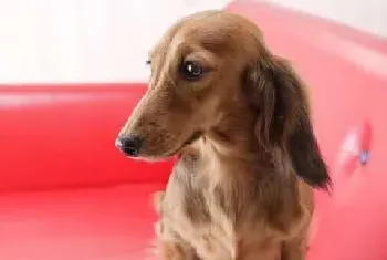 [犬冠状病毒]犬冠状病毒症状及治疗方法