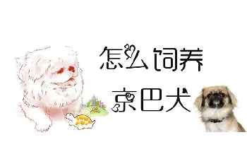 怎么饲养京巴犬