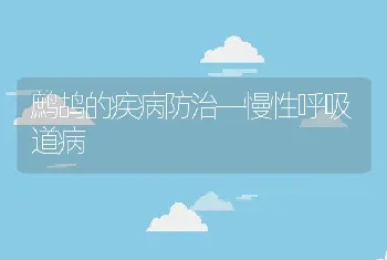 鹧鸪的疾病防治—慢性呼吸道病