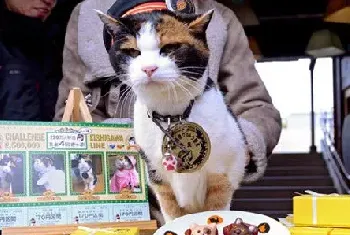 日本明星猫猫站长阿玉去世曾一年为和歌山县带来11日元经济