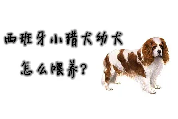 西班牙小猎犬幼犬怎么喂养