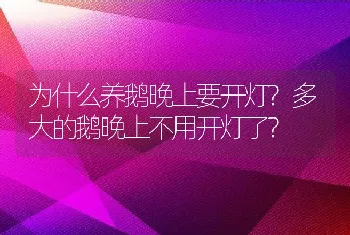 为什么养鹅晚上要开灯?多大的鹅晚上不用开灯了?