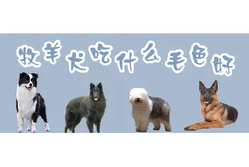 牧羊犬吃什么毛色好