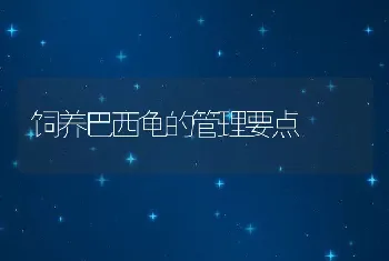 饲养巴西龟的管理要点