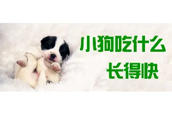 小狗吃什么长得快