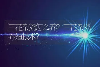 三花杂鹅怎么养？三花杂鹅养殖技术？