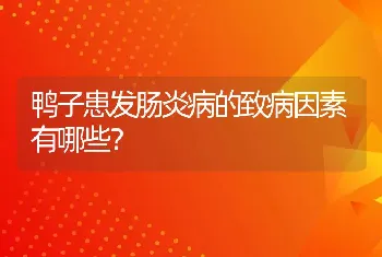 鸭子患发肠炎病的致病因素有哪些？