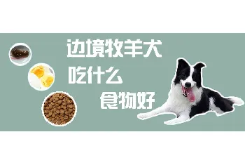 边境牧羊犬吃什么食物好