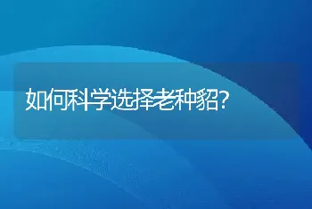 如何科学选择老种貂？