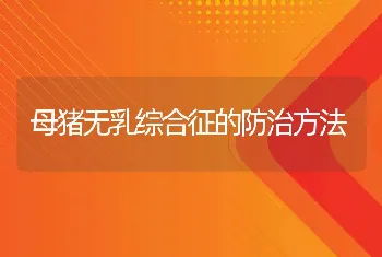 母猪无乳综合征的防治方法