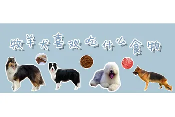 牧羊犬喜欢吃什么食物