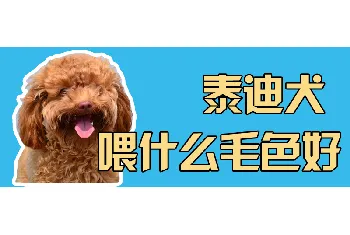 泰迪犬喂什么毛色好