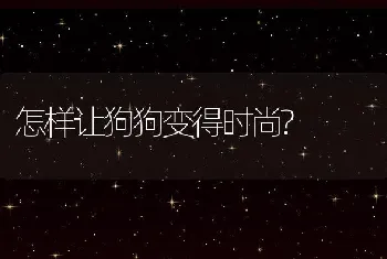 怎样让狗狗变得时尚?