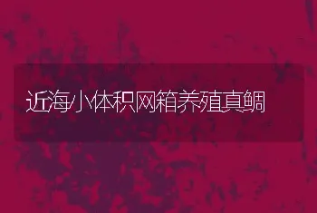 近海小体积网箱养殖真鲷