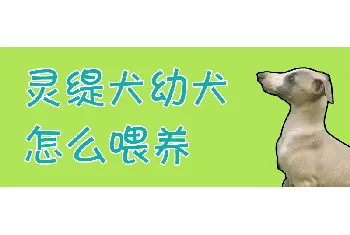 灵缇犬幼犬怎么喂养