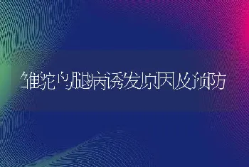 雏鸵鸟腿病诱发原因及预防