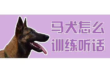 马犬怎么训练听话