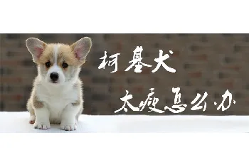 柯基犬太瘦怎么办