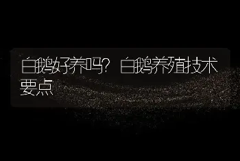 白鹅好养吗？白鹅养殖技术要点