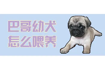 巴哥幼犬怎么喂养