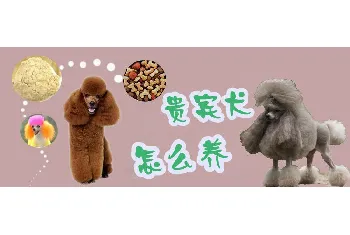 贵宾犬怎么养